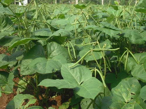trồng đậu xanh trong vườn là một trong những phương pháp giúp đất giàu dinh dưỡng