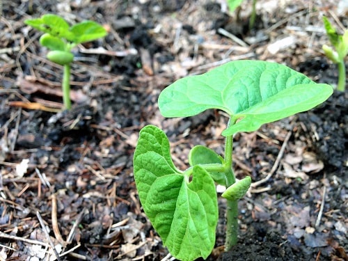 Tăng khả năng thấm nước vào đất sẽ giúp cây trồng sống tốt hơn trong mùa khô hạn