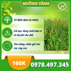 Hạt giống muồng vàng cải tạo đất