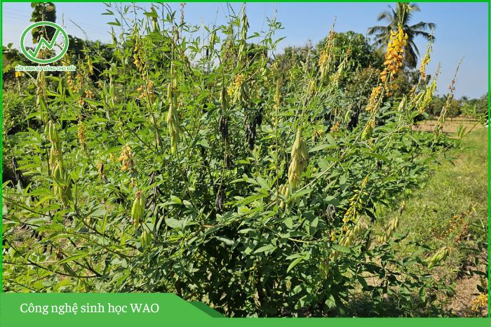 muồng vàng cải tạo đất trồng