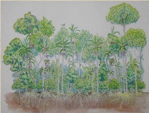 hình minh họa cho hệ thống nông nghiệp rừng sinh thái: Cây ăn trái, cây gỗ, cây thuốc...