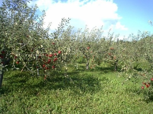 Để cỏ là một trong những yếu tố góp phần làm nên giá trị của vườn táo Kimura