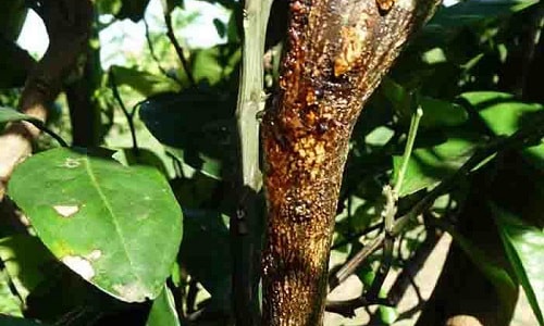 Bệnh nứt thân xì mủ trên cây ăn trái và cách khắc phục