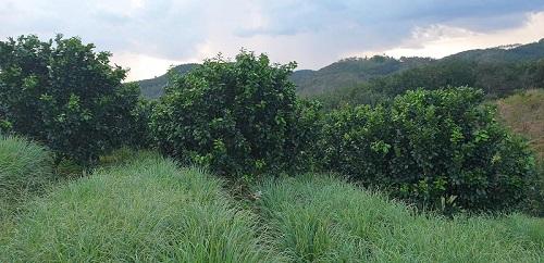 Vườn Phúc Lộc Thọ sau khi cải tạo đất 2 năm