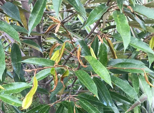 dot non bi ray xanh chich hut lam chay la