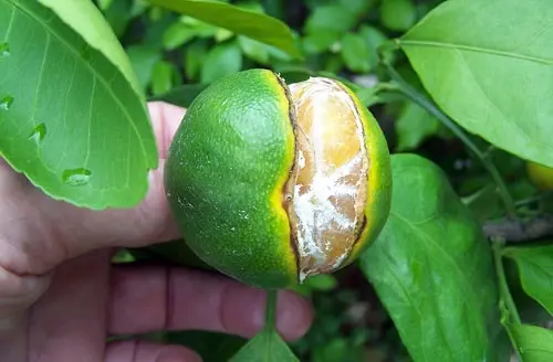 cam bị nứt trái