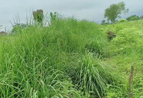 5 loại cỏ nên trồng giúp cải tạo đất hiệu quả 3 cỏ vetiver cải tạo đất