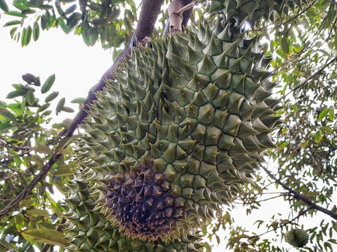 thối trái