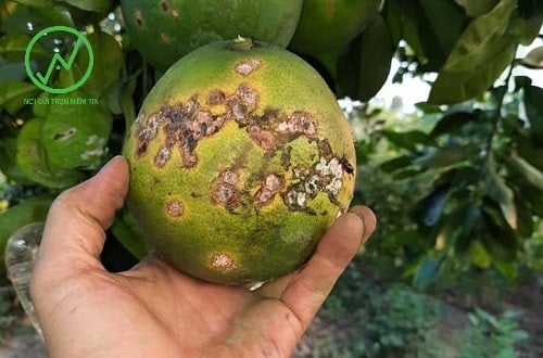 Bệnh ghẻ trên cây có múi làm giảm trái trị nông sản