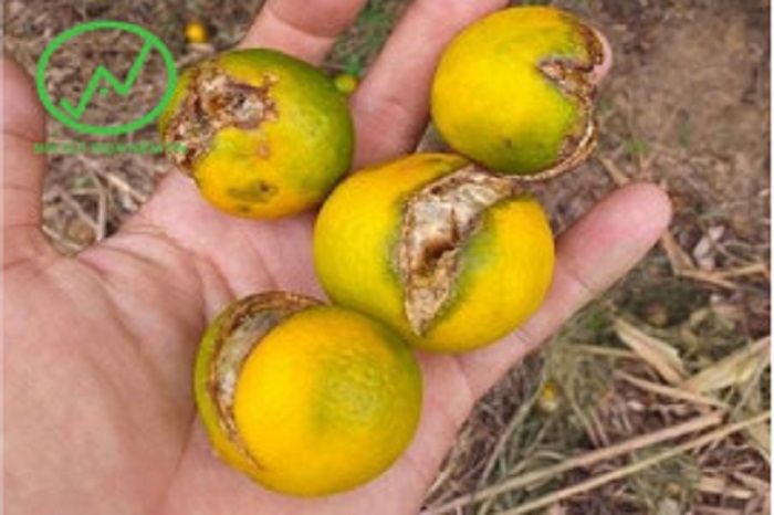 Triệu chứng của nứt trái trên cây cam