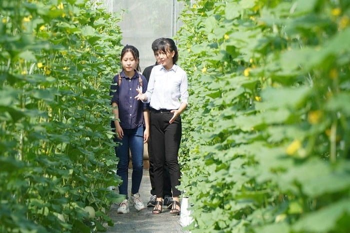 Các bạn sinh viên rất hào hứng được trải nghiệm thực tế tại vườn nông sản công nghệ cao của chị Hiền