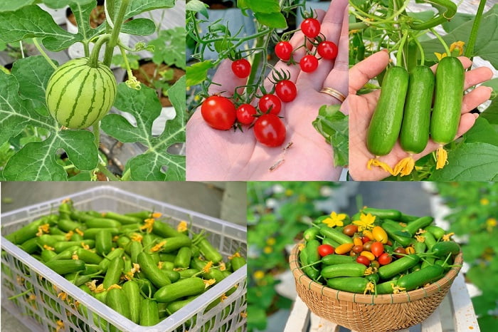 Các loại nông sản từ khu vườn của chị Hiền