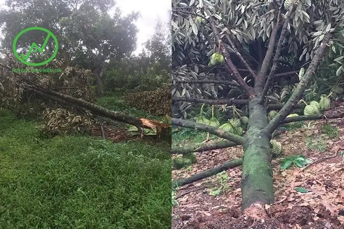 sầu riêng gãy đổ do mưa gió
