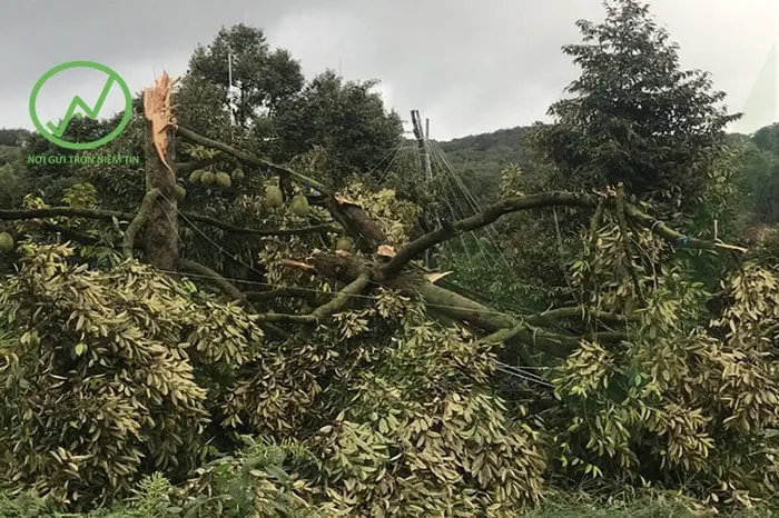 sầu riêng bị gãy ngang thân khi giông lốc mưa lớn
