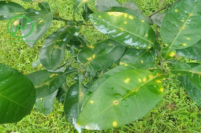 bệnh ghẻ loét xuất hiện nhiều ở các vườn trồng trong mùa mưa