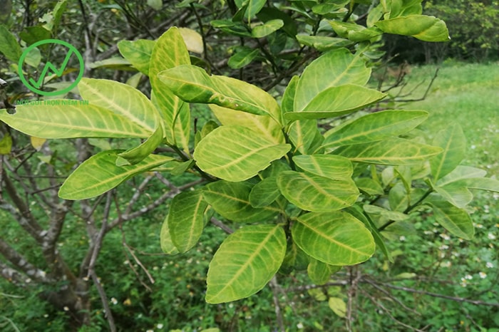 bệnh vàng lá thối rễ gây hại các loại cây ăn trái trong mùa mưa và sau mùa mưa