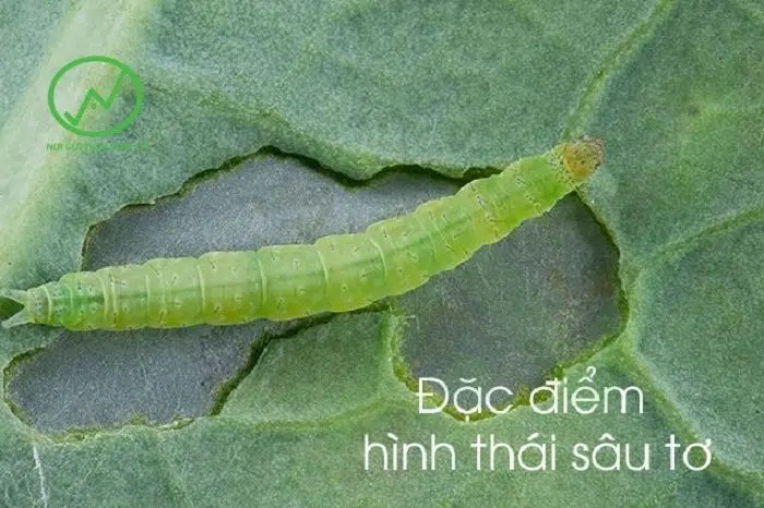 Sâu tơ