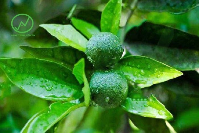 Phân bón lá A4 giúp trái lớn đồng đều, mọng nước, ngon ngọt, hạn chế rụng trái 