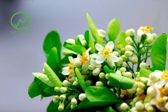 Phân bón lá A4 hỗ trợ ra hoa đồng loạt