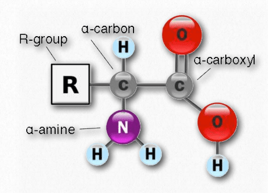 cấu trúc của amino acid
