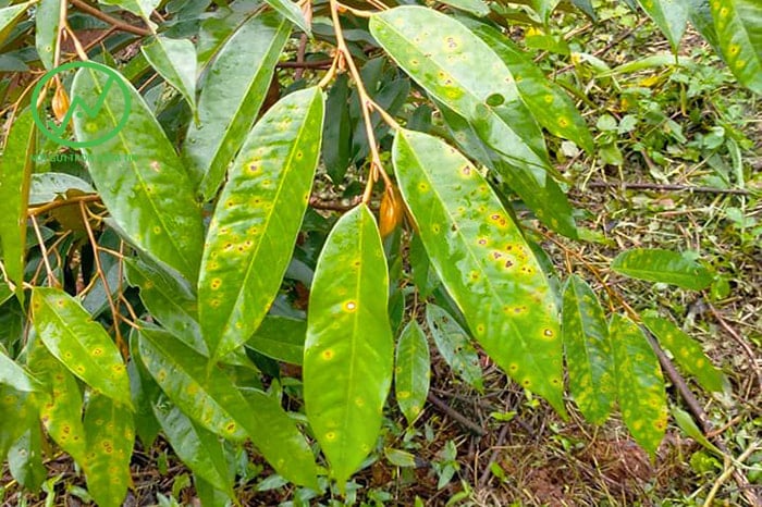 Bệnh đốm lá gây hại trên cây sầu riêng