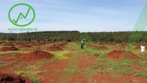 Tư vấn trồng mới - Giải pháp tối ưu