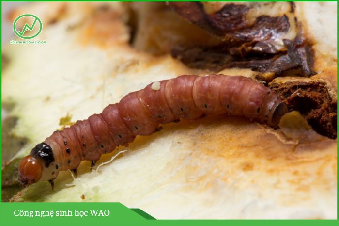 Sâu đục trái sầu riêng và biện pháp phòng trừ 1 sâu đục trái sầu riêng