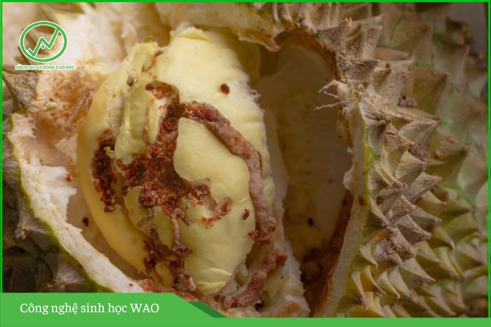 Sâu đục trái sầu riêng và biện pháp phòng trừ 2 sâu đục trái sầu riêng