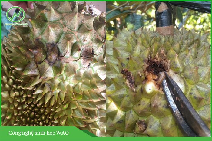 Sâu đục trái sầu riêng và biện pháp phòng trừ 3 sau duc trai sau rieng