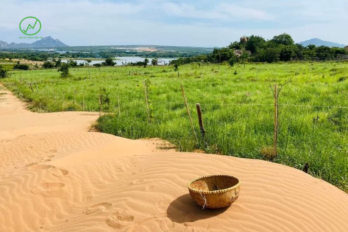 tac dung cua co vertiver 3