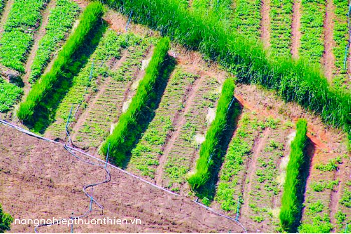 tac dung cua co vetiver 2