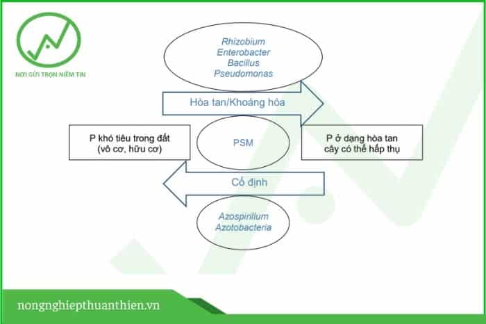 vi sinh vat phan giai lan 2