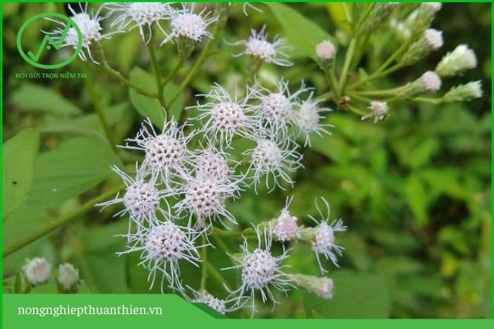 vi sinh vat phan giai lan huu co