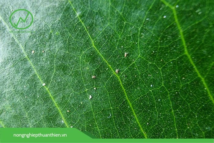 Nhện đỏ gây hại sầu riêng giai đoạn ra mắt cua