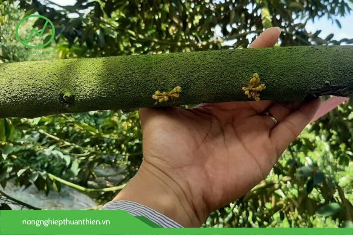 Mắt cua sáng đều, dài 1-3cm tiến hành tưới nước, kéo cơi