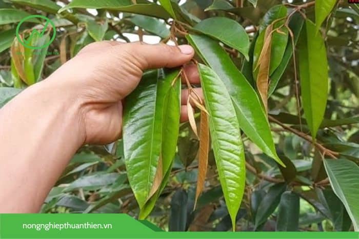 Sau khi cơi làm bông mở 2-3 lá, tiến hành vào lân