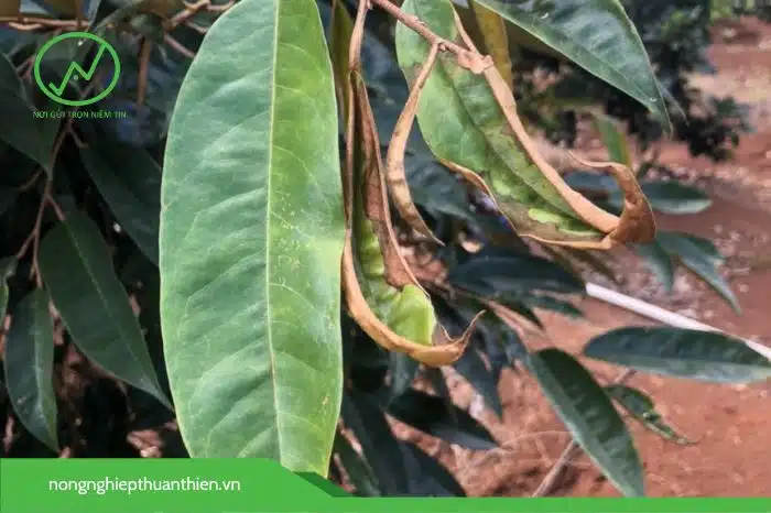 Bảo vệ cơi đọt khỏi sâu, rầy, nhện đỏ... để thành công trong quá trình làm bông, nuôi trái