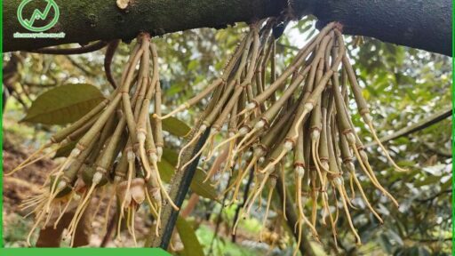 chăm sóc sầu riêng sau xổ nhụy