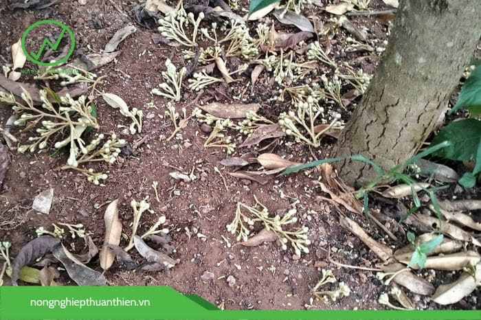 sau rieng bi chay la giai doan mang trai 3