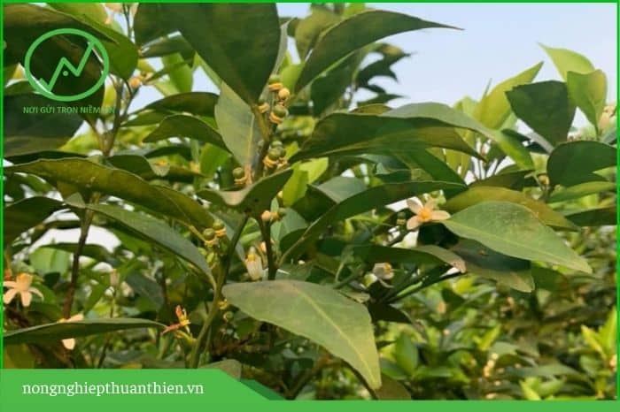 bón gì cho cam bưởi sau đậu trái