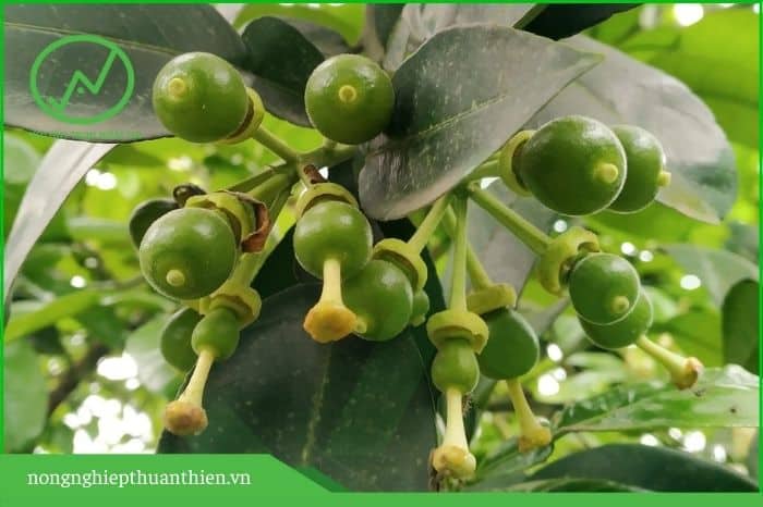 dinh dưỡng bổ sung sau khi cam bưởi đậu trái