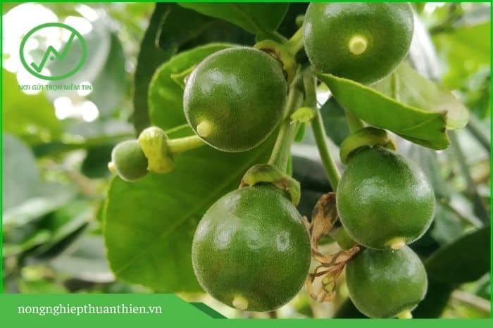 Cách tỉa quả bưởi non