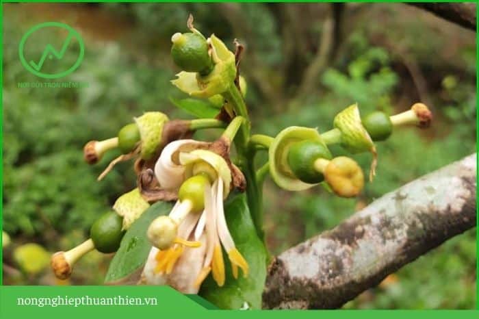 Cách tỉa quả cam non