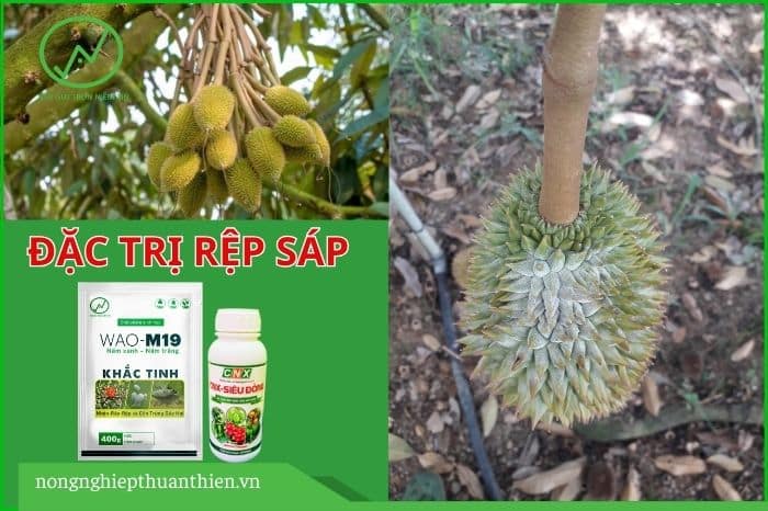 tri-rep-sap-tren-sau-rieng