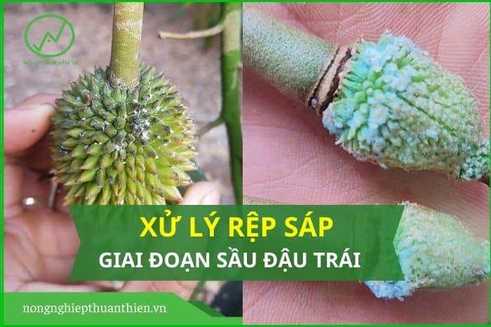 5 cách điều trị rệp sáp trên sầu riêng giai đoạn trái non