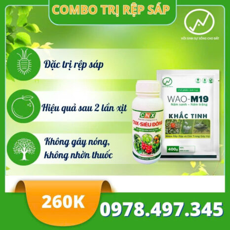 rep-sap-tren-trai-non-sau-rieng