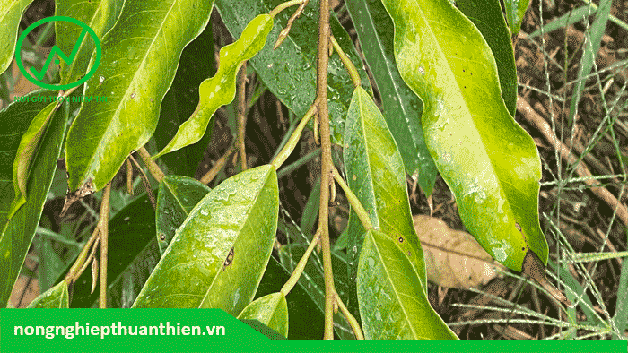 Lá sầu riêng có thể bị teo nhỏ, méo mó hoặc biến dạng. Lá non có thể mọc ra còi cọc, yếu ớt.