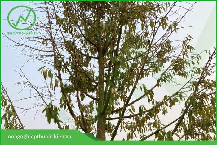 Lá sầu riêng có thể rụng nhiều