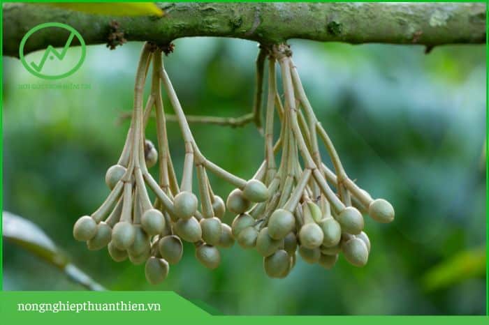 cách khắc phục sầu riêng méo trái