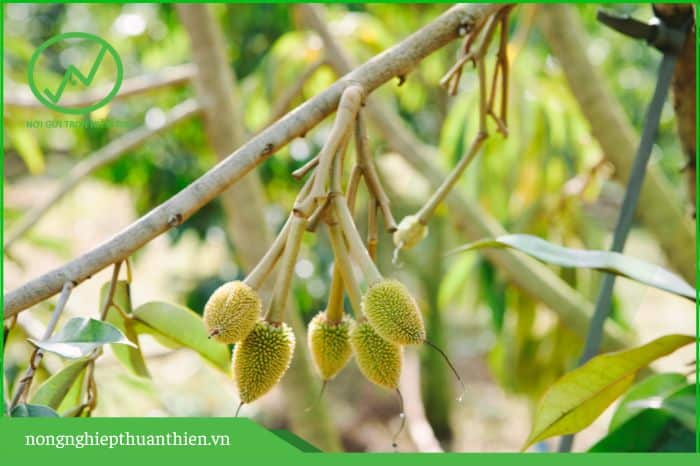 cách đẩy hộc trái sầu riêng